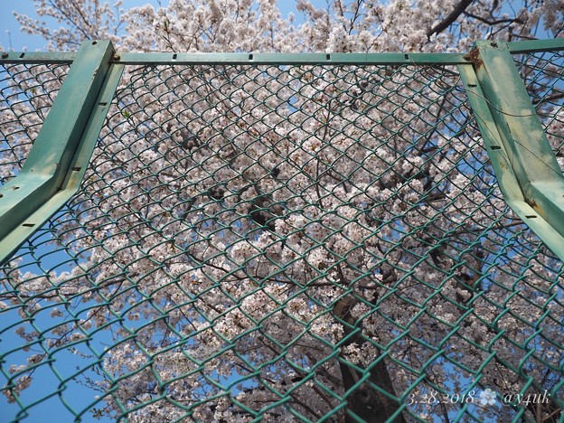 フェンスの向こう、きみに会いたい桜満開 ～Over the Symmetry fence cherryblossom [OM-D E-M10MarkII, 12-40mmF2.8PRO]