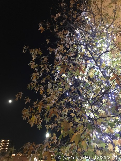 Photos: 17:42Xmasライトアップ紅葉(Red&Green)にLEDホワイトイルミネーションTree☆眺めてる月☆コラボ☆寄り添う2人は写メ☆寒い夜、輝く夜、生きてる夜。クリスマスは24-25だけじゃない