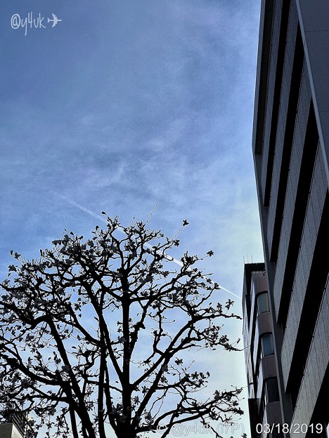 18旅先その4.ビルの谷間を無機質を歩く、都会でも花は咲く街路樹、その向こうに飛行機雲、都会の空は小さく狭い～#Walkman street tree,fly sky airplane smoking