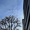 Photos: 18旅先その4.ビルの谷間を無機質を歩く、都会でも花は咲く街路樹、その向こうに飛行機雲、都会の空は小さく狭い～#Walkman street tree,fly sky airplane smoking