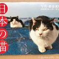Photos: 10.29即注文11.1着“日本の猫カレンダー2020”岩合光昭さんのは何十年も毎年購入！ねこ写真家最強！写真が生きてる！買えてよかった！生きる支え。ずっと眺めてられる。激安なのも優しい人柄からか猫か