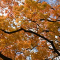 閑谷学校の櫂の木紅葉
