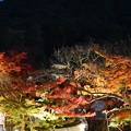 Photos: 永観堂のライトアップ