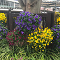Photos: 駅前の花