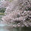 オアシスの桜-2