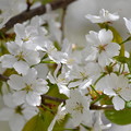 白い桜房