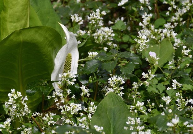 水芭蕉-小さな白い花と-3