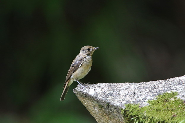 オオルリ幼鳥 4 044a8475 写真共有サイト フォト蔵