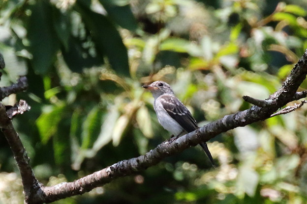 コサメビタキ幼鳥 1 Fk3a4075 写真共有サイト フォト蔵