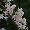 神社桜