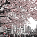 桜色の街