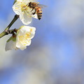 Photos: 梅とミツバチ