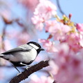 Photos: シジュウカラと桜