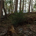小倉城跡の緑色片岩の石垣