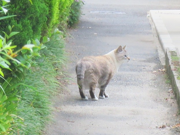 052 タヌキ系シャム猫ミックス 写真共有サイト フォト蔵