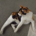 Photos: _191103 170　ひとなつこい三毛猫