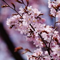 Photos: 桜その13