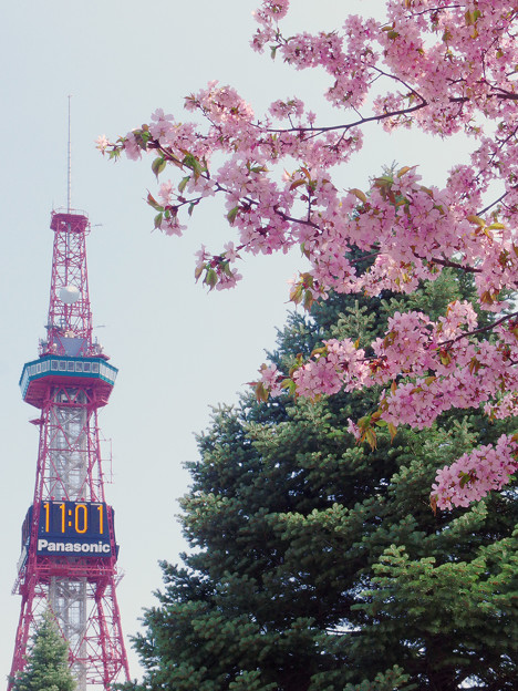 桜とテレビ塔
