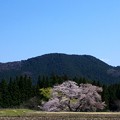 Photos: 観音桜