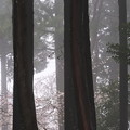 桜--霧の森