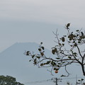 Photos: 残し柿と富士山