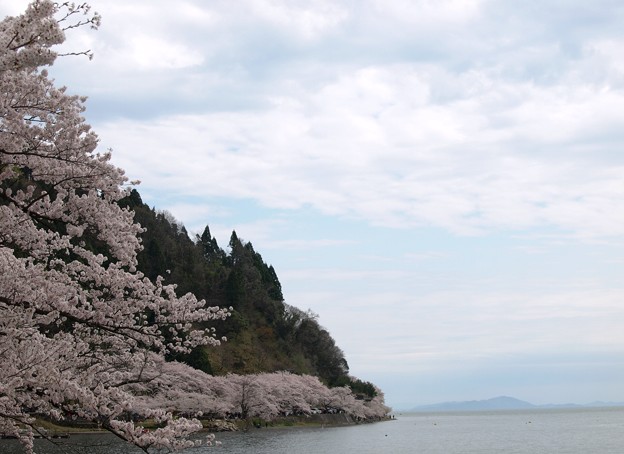 琵琶湖八景:海津大崎桜16