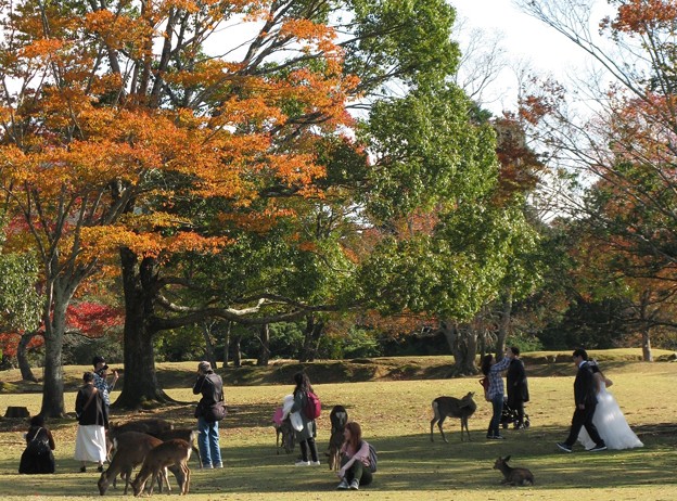 人それぞれの秋:奈良公園03