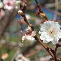 Photos: 徳川庭園にて