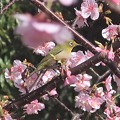 Photos: 桜メジロ～厚木中央公園