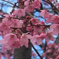 Photos: 陽光桜