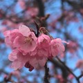 Photos: 陽光桜～新横浜