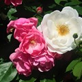 Photos: 薔薇～厚木