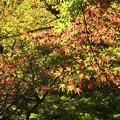 Photos: 紅葉～蘆花公園