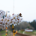 線路脇の桜
