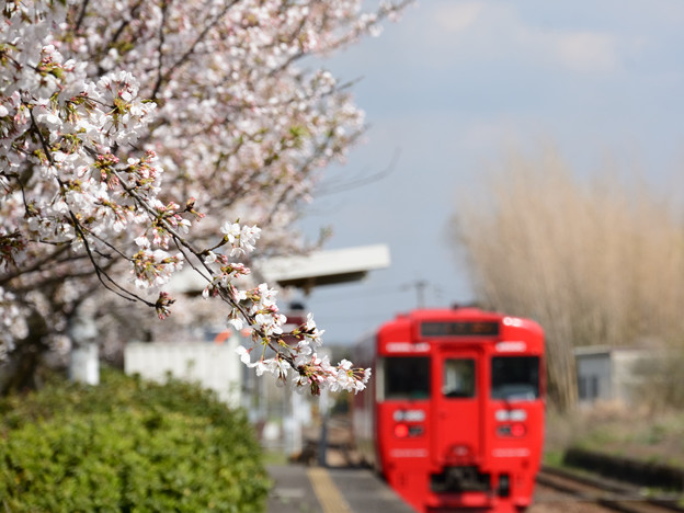 Photos: 春の駅