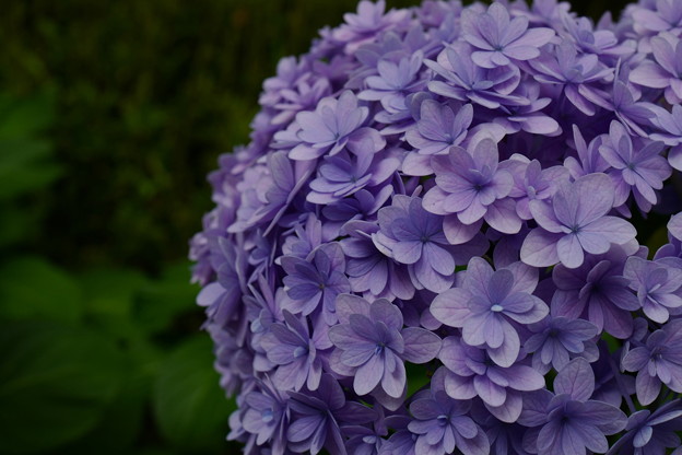 手毬風紫陽花