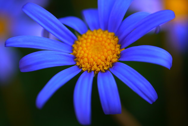 青い花びら