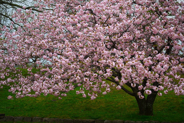八重桜一本満開