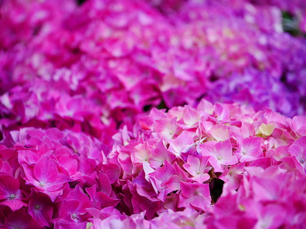 ピンク色紫陽花