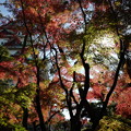 Photos: 名古屋の秋