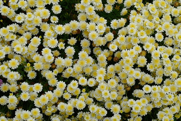 クリーム色の花