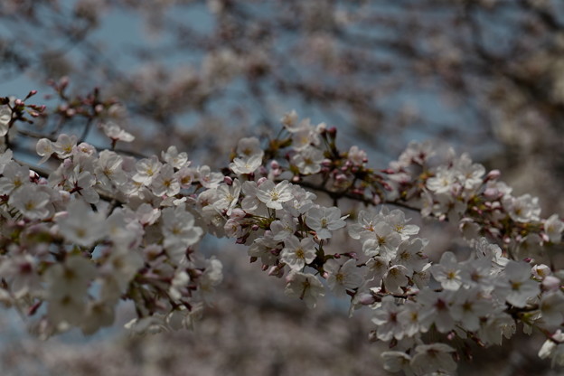 ふんわり桜咲く