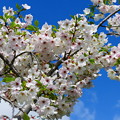 Photos: 青空と桜