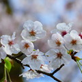 Photos: 小さな桜たち