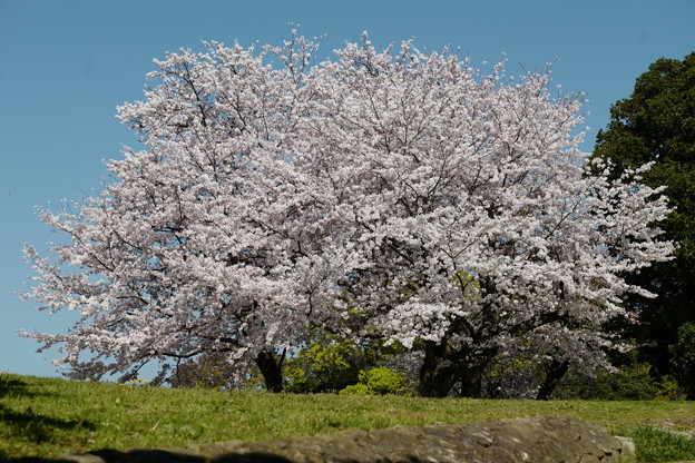 大きな桜・満開を迎える。