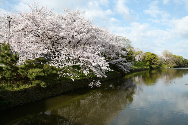 早朝の桜と池