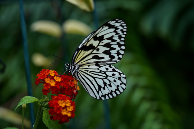 温室の蝶