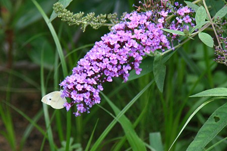 モンキチョウ　何のお花かな？