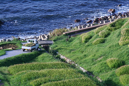 輪島　白米の千枚田(4)