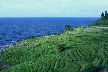 輪島　白米の千枚田(2)